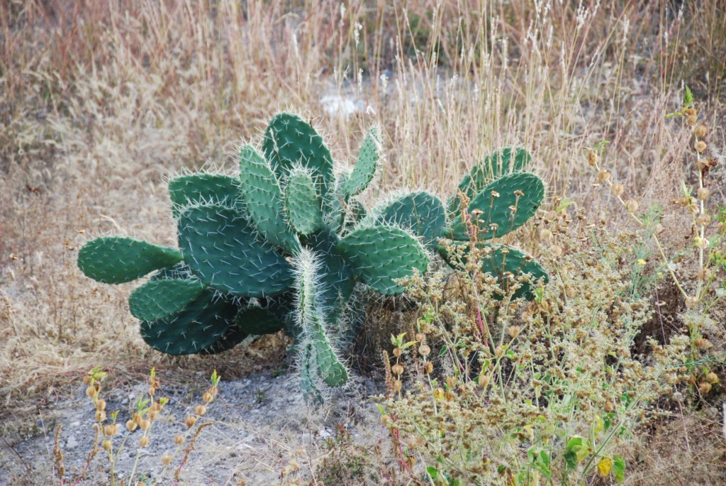 cactus.jpg