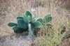 cactus_small.jpg