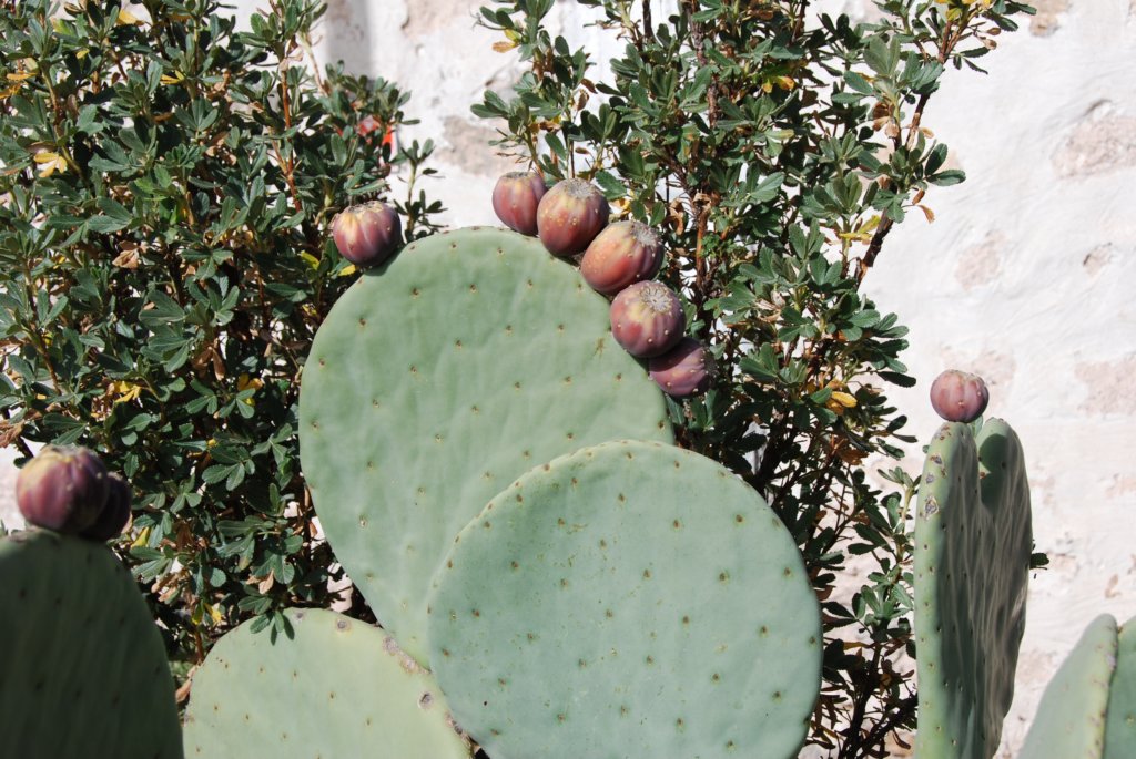 Cactus appelé le Figuier de Barbarie