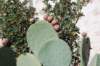 Cactus appelé le Figuier de Barbarie