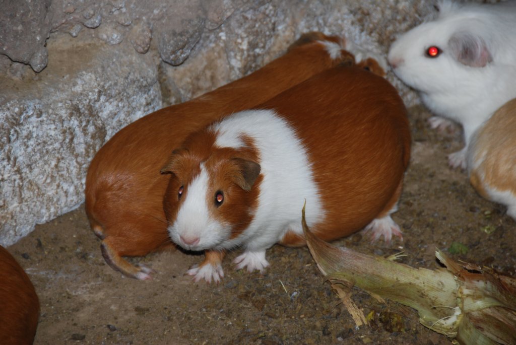 cuyprtmanger.jpg