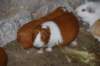 cuyprtmanger_small.jpg