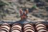 dsc_0441_small.jpg