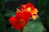 fleursurlaplacedarmesdehuanta_small.jpg