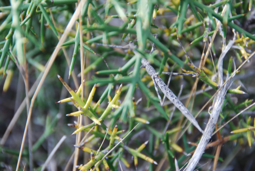 Il se confond avec les branches de l'arbuste environant