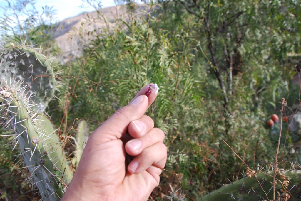 Le Pérou est le principal fournisseur de carmin, colorant rouge naturel tiré de la cochenille