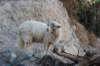mouton_small.jpg