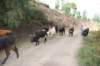 On croise un troupeau de vaches au retour...