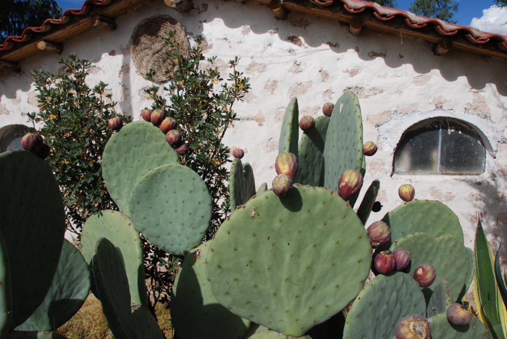 On le cultive pour les figues de barbaries (poire-cactus) et la cochenille