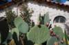 On le cultive pour les figues de barbaries (poire-cactus) et la cochenille