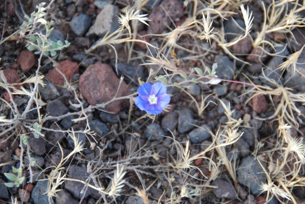 Petite fleur bleue poussant dans les roches à 3100m