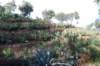 Plantation de cactus