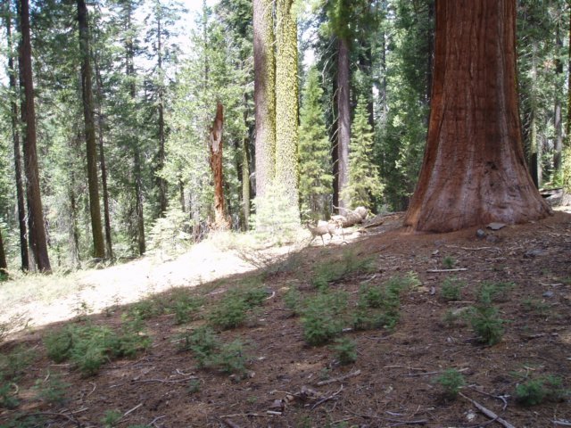 Une photo de l'album « Californie Mai 2004 » sur le site web de la famille Ratté.