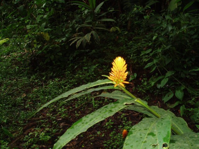 Une photo de l'album « Costa Rica 2004 » sur le site web de la famille Ratté.