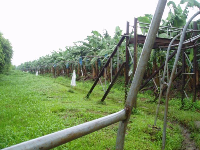 Une photo de l'album « Costa Rica 2004 » sur le site web de la famille Ratté.