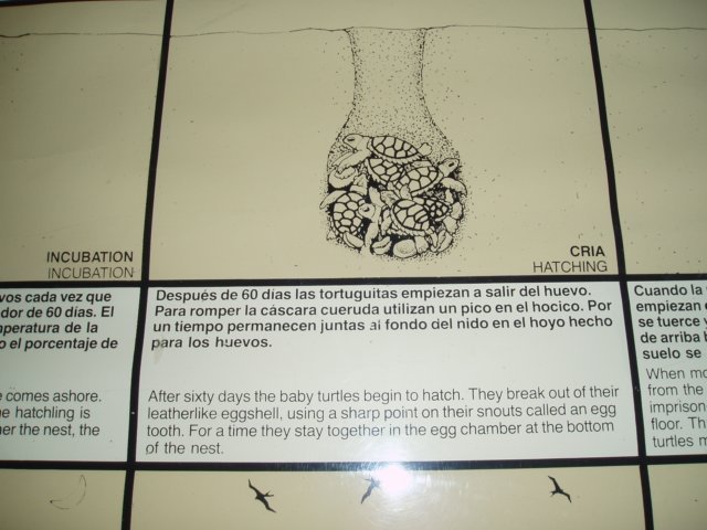 Une photo de l'album « Costa Rica 2004 » sur le site web de la famille Ratté.