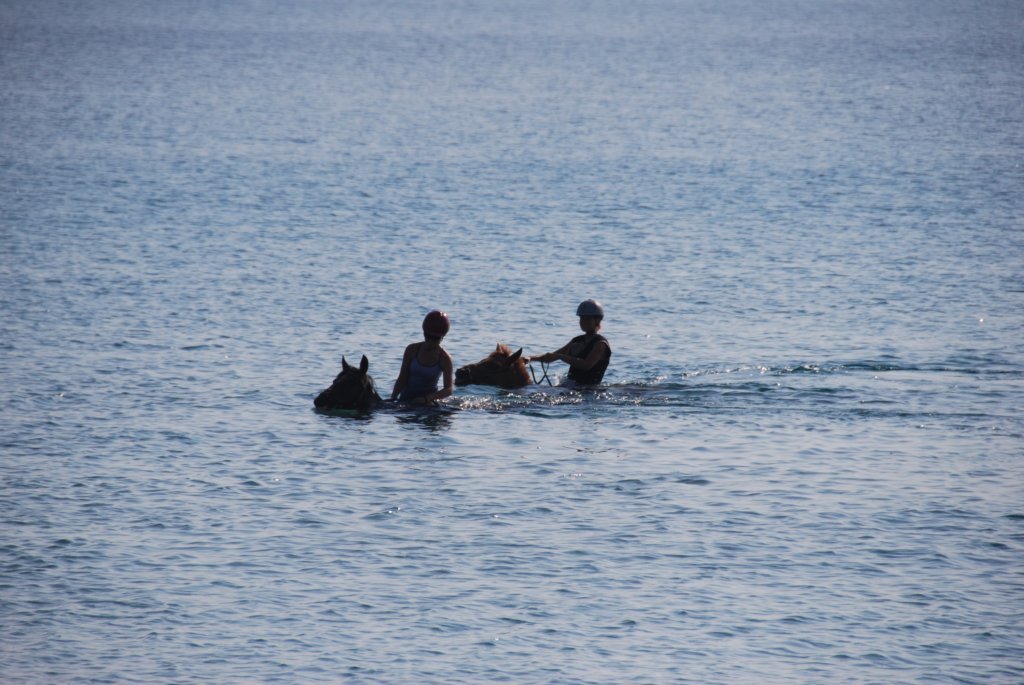 Le cheval perd pied et doit nager....
