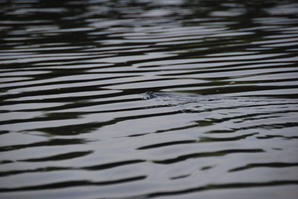 Deux yeux sous l'eau, et deux yeux dessus