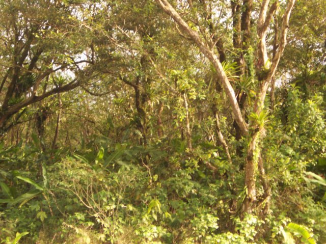 Une photo de l'album « Costa Rica 2004 » sur le site web de la famille Ratté.