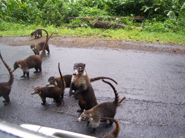 Une photo de l'album « Costa Rica 2004 » sur le site web de la famille Ratté.