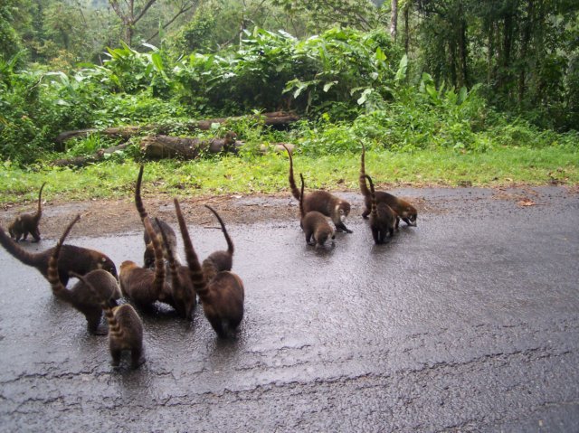 Une photo de l'album « Costa Rica 2004 » sur le site web de la famille Ratté.