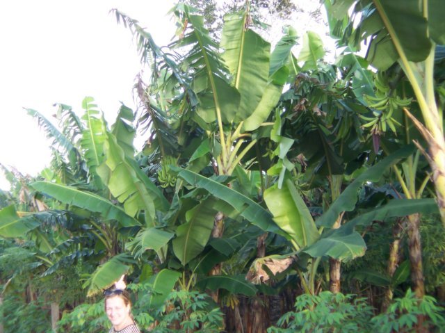Une photo de l'album « Costa Rica 2004 » sur le site web de la famille Ratté.