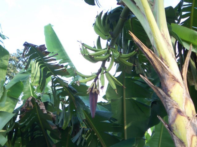 Une photo de l'album « Costa Rica 2004 » sur le site web de la famille Ratté.