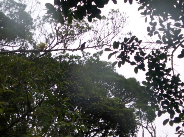 Une photo de l'album « Costa Rica 2004 » sur le site web de la famille Ratté.