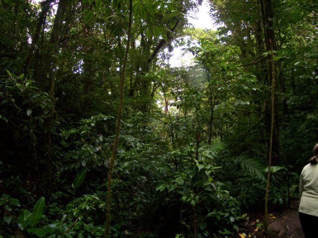 Une photo de l'album « Costa Rica 2004 » sur le site web de la famille Ratté.