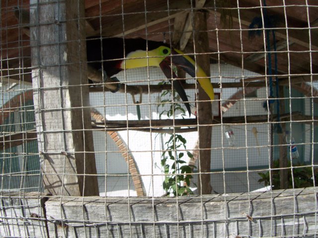 Une photo de l'album « Costa Rica 2004 » sur le site web de la famille Ratté.