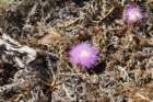 dsc_0063_small.jpg