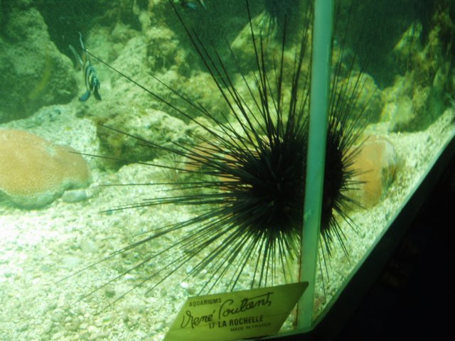 Une photo de l'album « Guadeloupe 2004 » sur le site web de la famille Ratté.