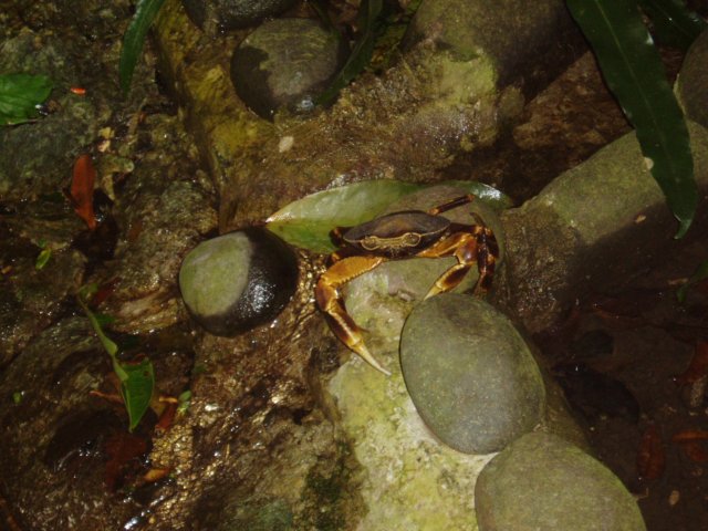 Une photo de l'album « Guadeloupe 2004 » sur le site web de la famille Ratté.