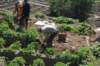 dsc_0285_small.jpg