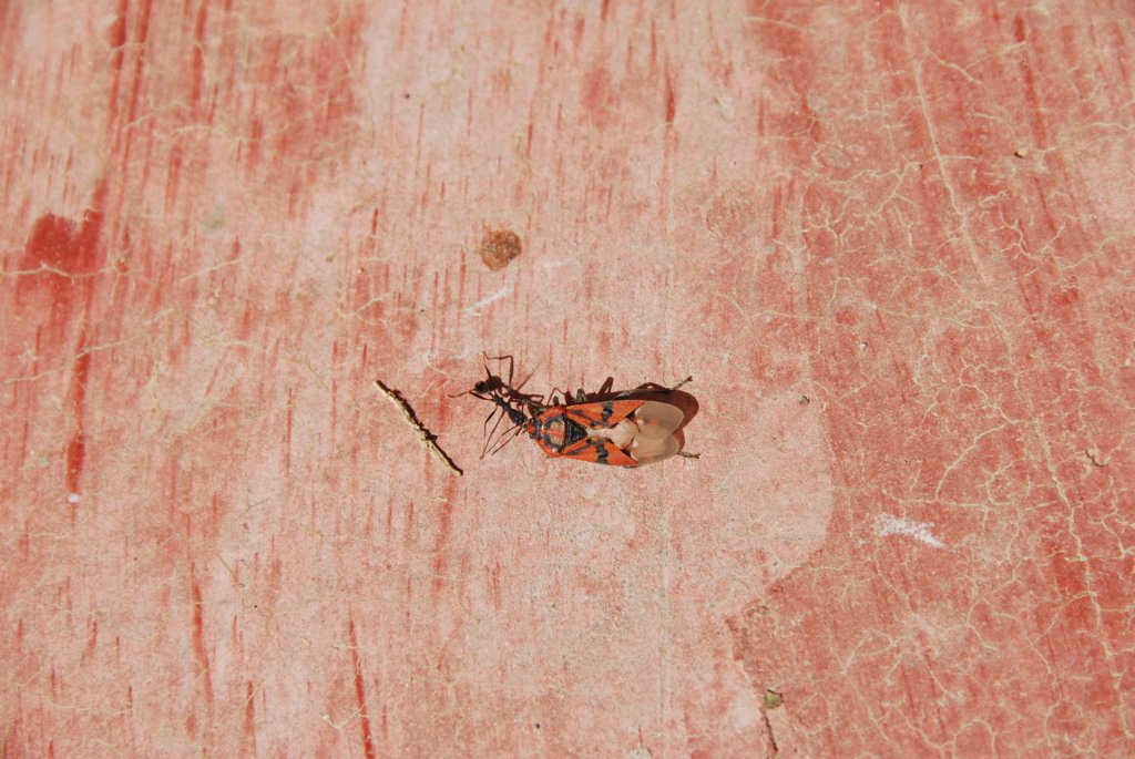 Fourmi ramenant un insecte mort