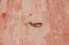 Fourmi ramenant un insecte mort