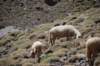 Moutons blancs