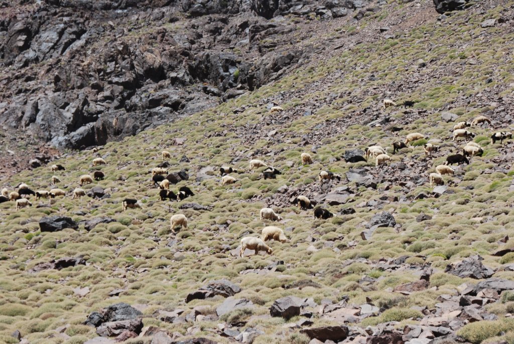 Moutons dans la montagne