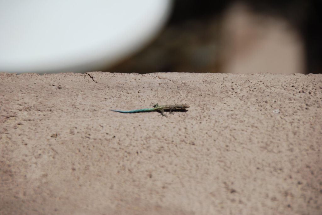 Petit lézard