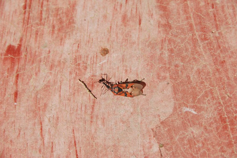 fourmiramenantuninsectemort.jpg