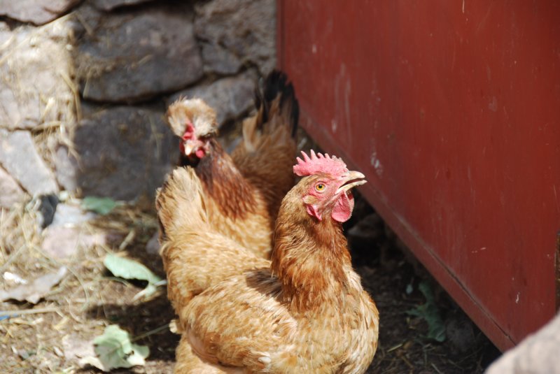 poule.jpg