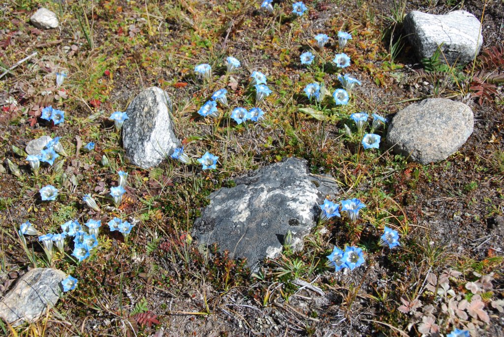 fleurs4000m.jpg