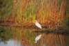 aigrette_small.jpg