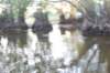 poissonvolantquatreyeux_small.jpg