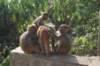 dsc_0022_small.jpg