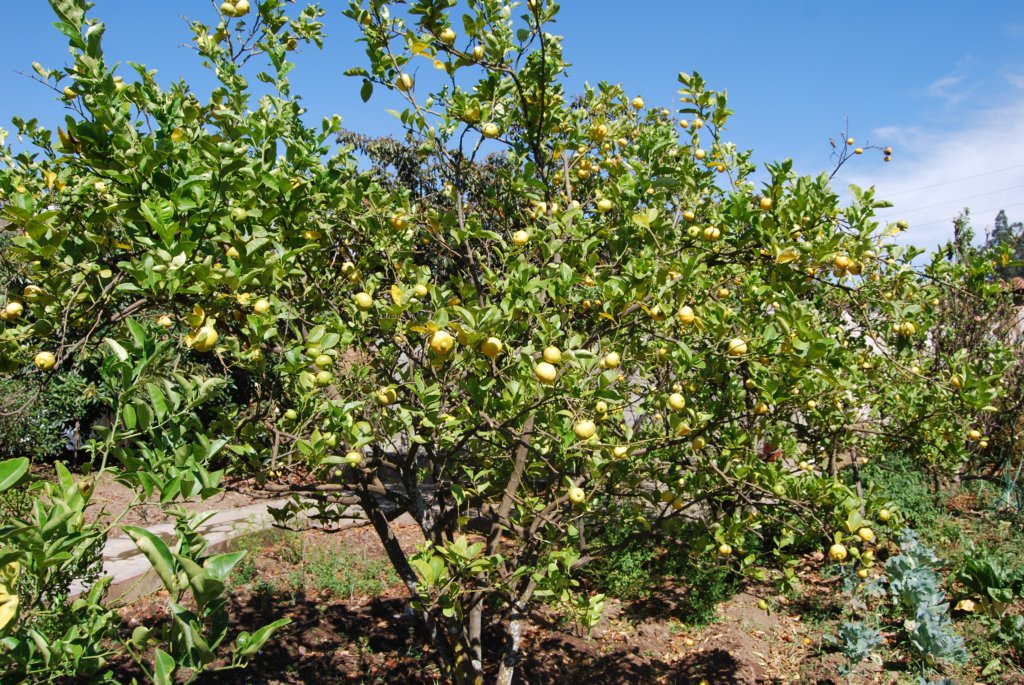 arbrefruitierdbordantde.jpg