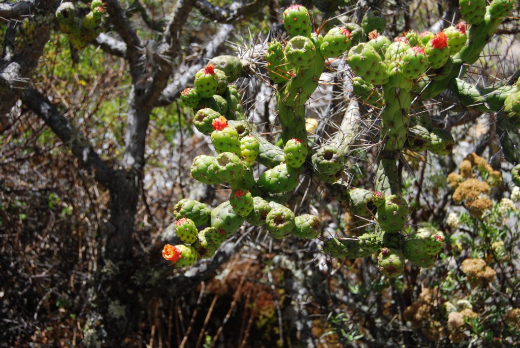 cactusenfleur.jpg