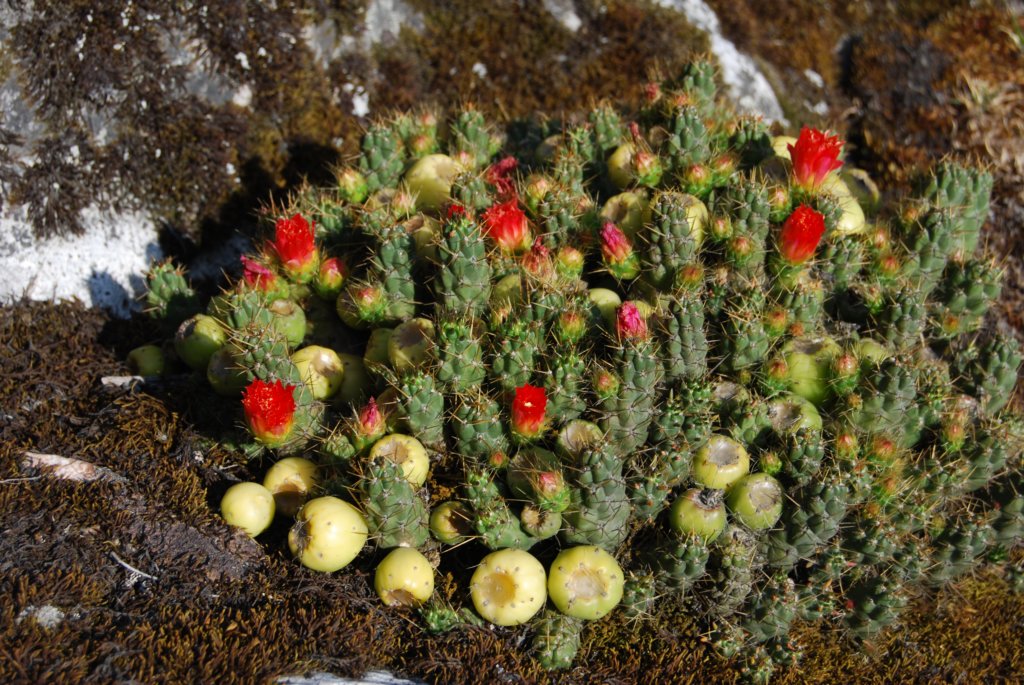 cactusenfleurs.jpg