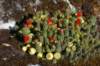 cactusenfleurs_small.jpg