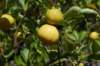 citrons_small.jpg